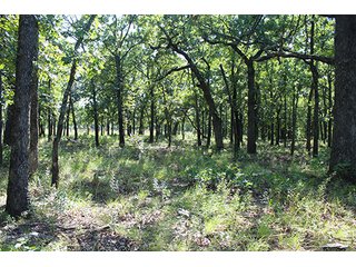 Property photo 45 - LAND AUCTION - 440+/- ACRES OFFERED IN 17 TRACTS IN OSAGE CO., OKLAHOMA